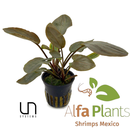 Lagenandra Meboldii Red