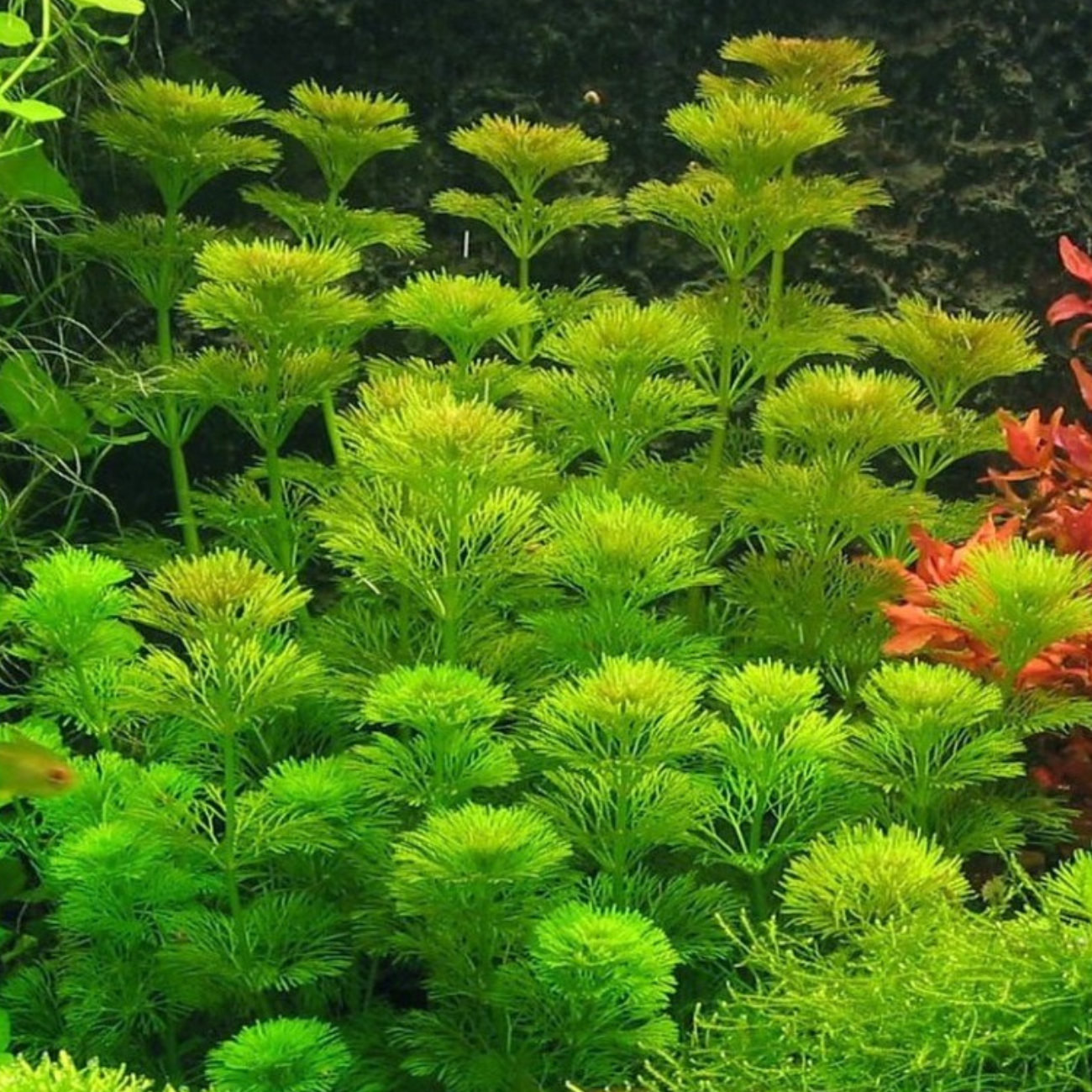 Limnophila Sessiliflora (Ambulia)