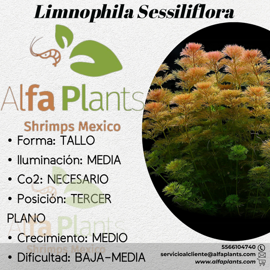 Limnophila Sessiliflora (Ambulia)
