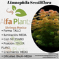 Limnophila Sessiliflora (Ambulia)