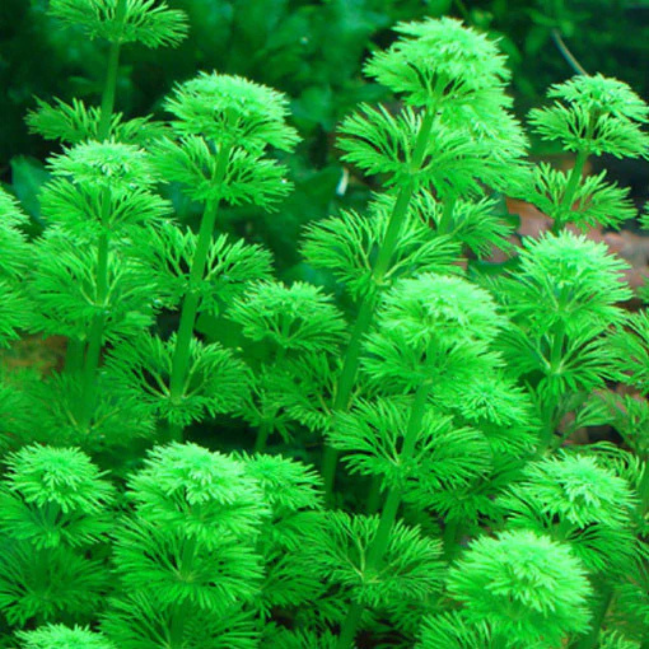 Limnophila Sessiliflora (Ambulia)