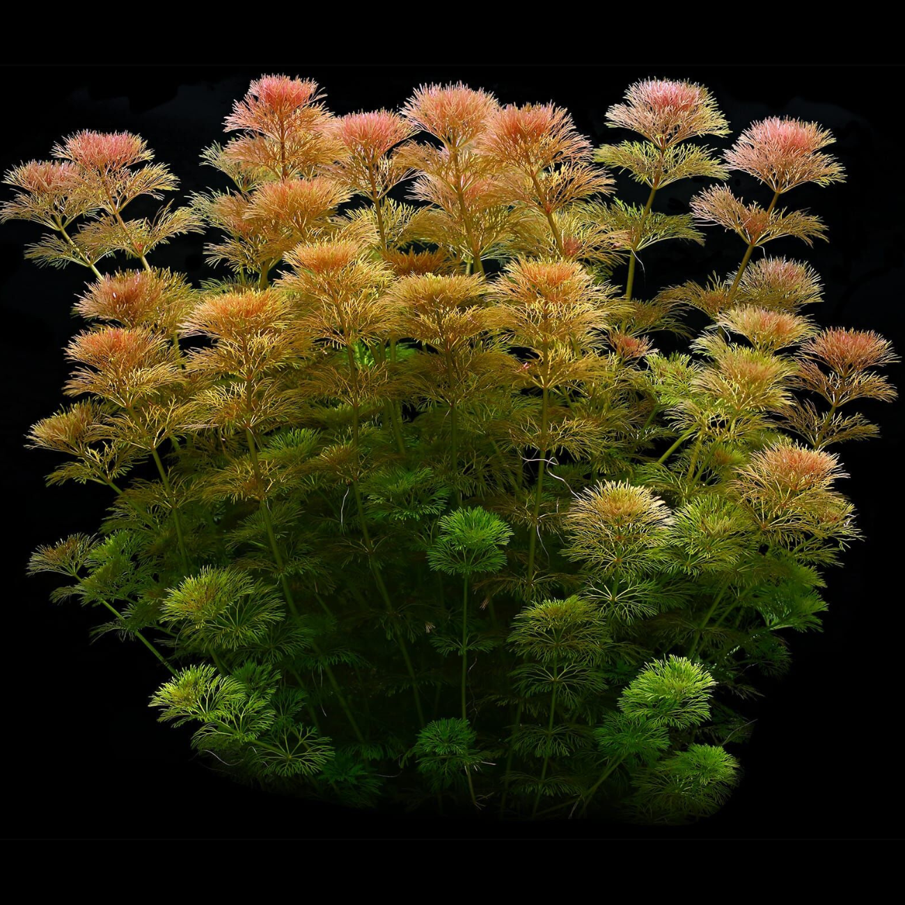 Limnophila Sessiliflora (Ambulia)