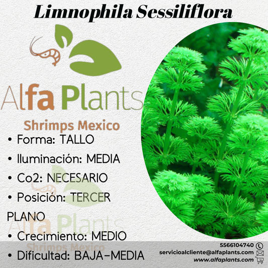 Limnophila Sessiliflora (Ambulia)