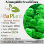 Limnophila Sessiliflora (Ambulia)