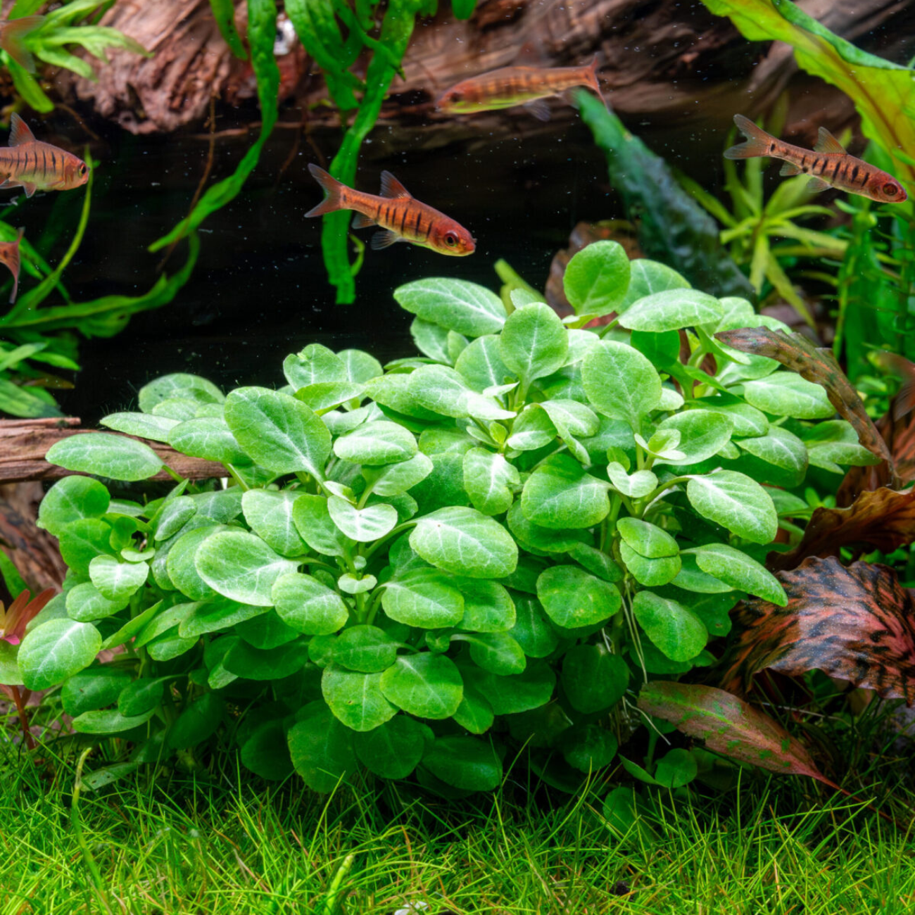 Lobelia Cardinalis sp. Mini