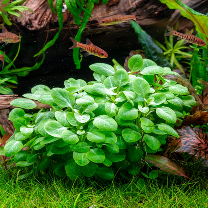 Lobelia Cardinalis sp. Mini