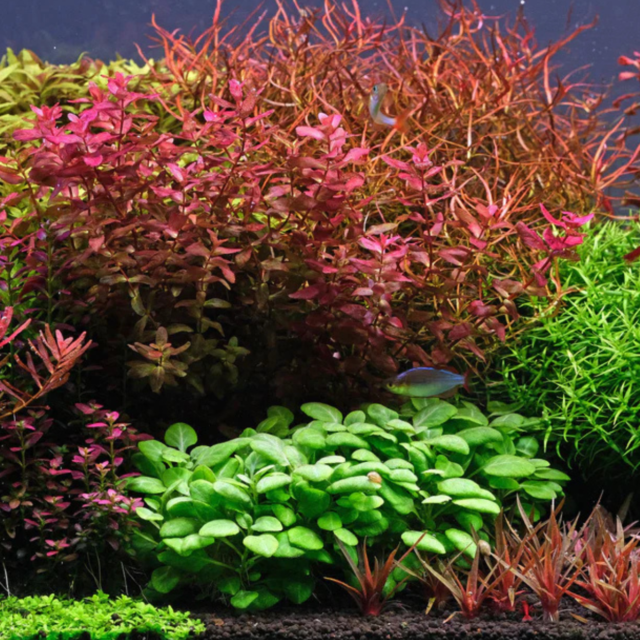 Lobelia Cardinalis sp. Mini