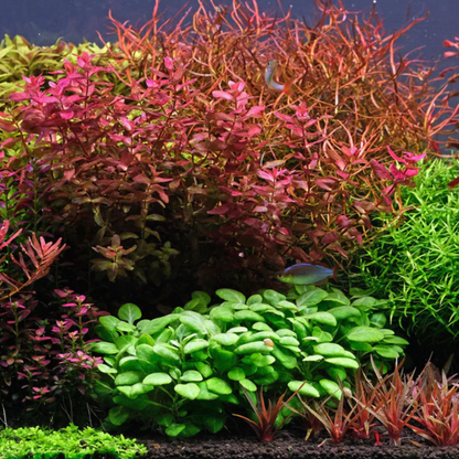 Lobelia Cardinalis sp. Mini