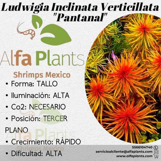 Ludwigia Inclinata Verticillata Pantanal