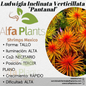 Ludwigia Inclinata Verticillata Pantanal