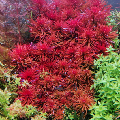 Ludwigia Inclinata Verticillata Pantanal
