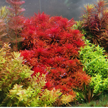 Ludwigia Inclinata Verticillata Pantanal