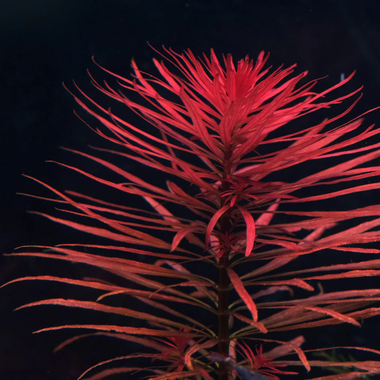 Ludwigia Inclinata Verticillata Pantanal
