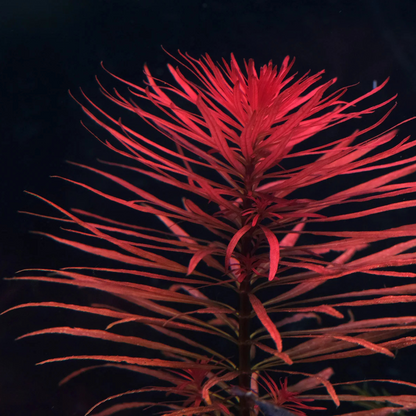 Ludwigia Inclinata Verticillata Pantanal