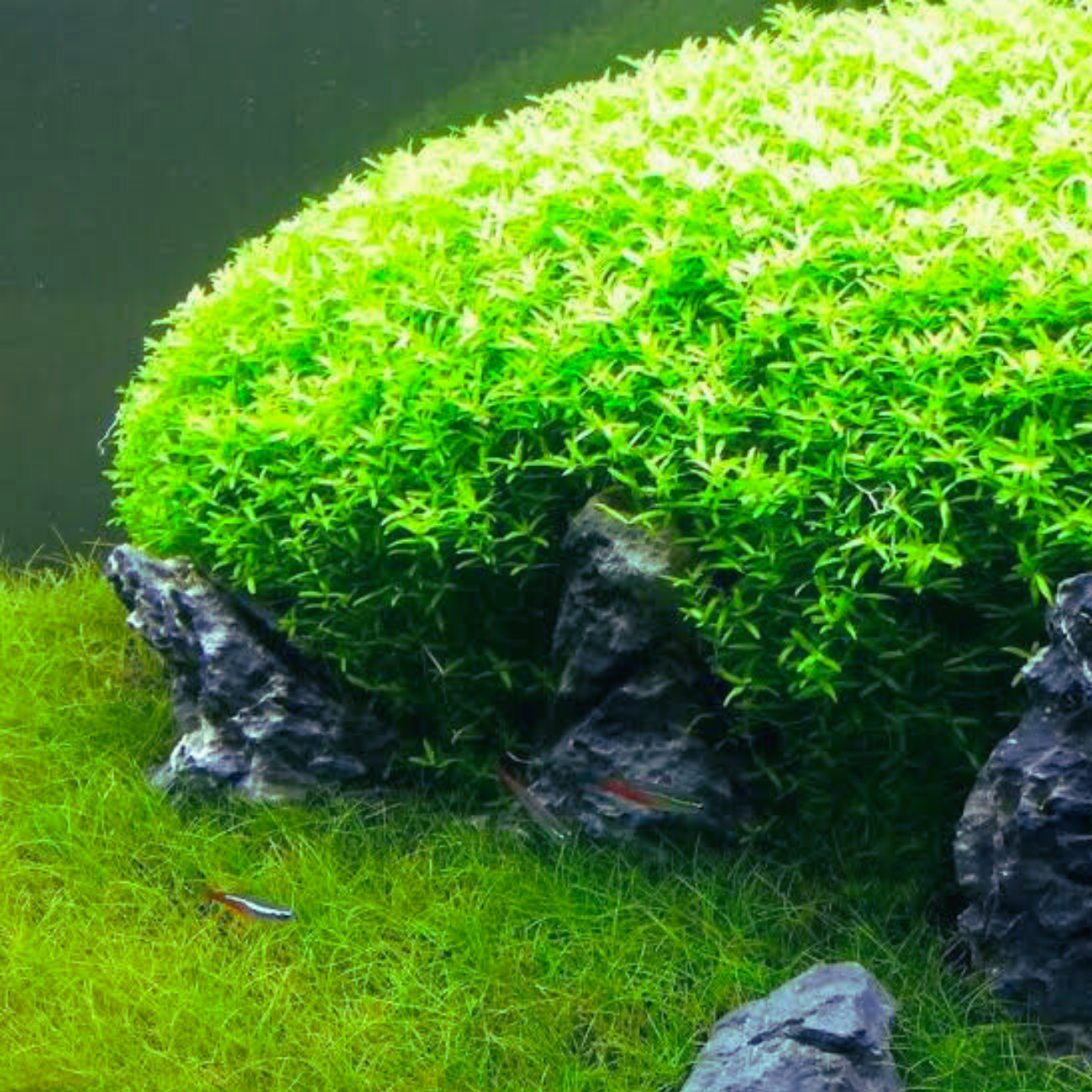 Micranthemum Micranthemoides
