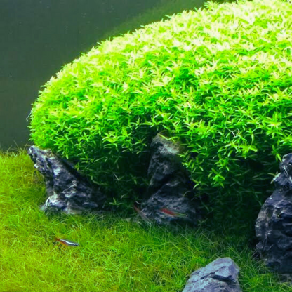 Micranthemum Micranthemoides