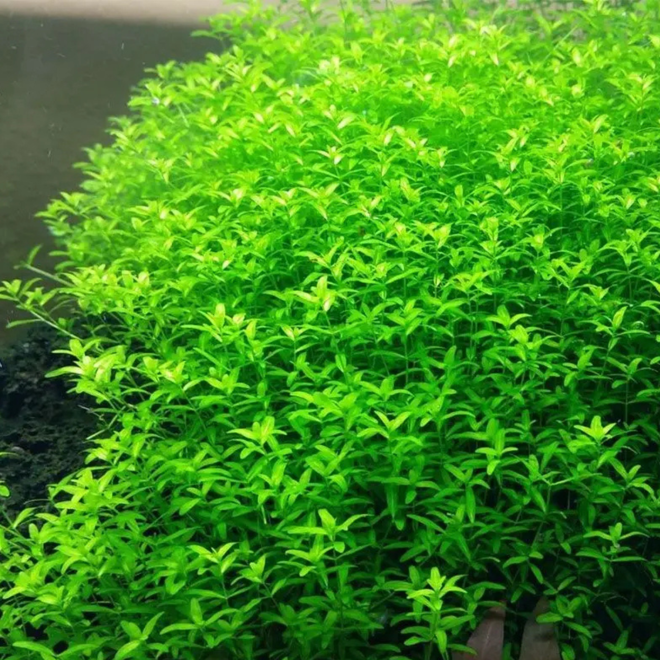Micranthemum Micranthemoides