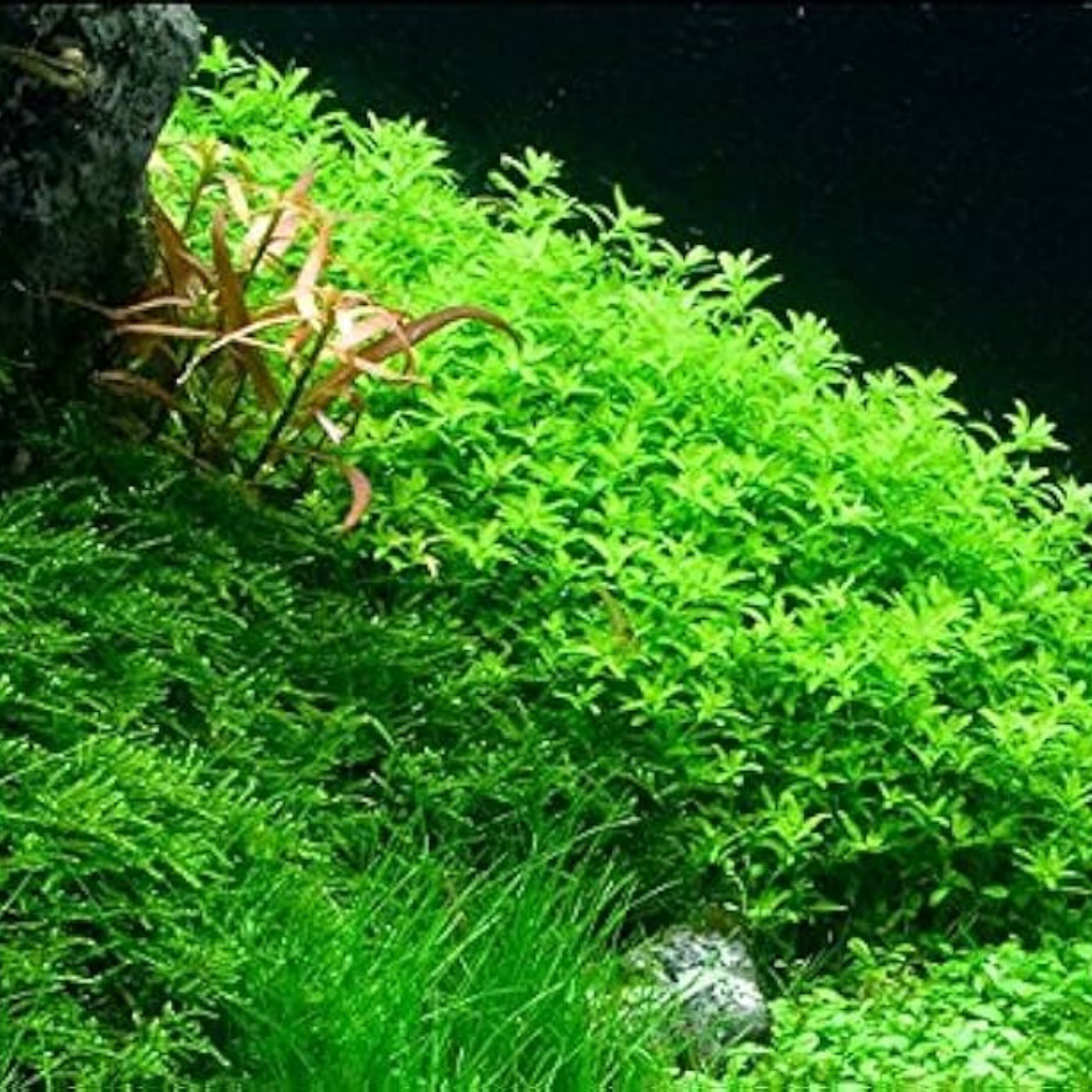 Micranthemum Micranthemoides