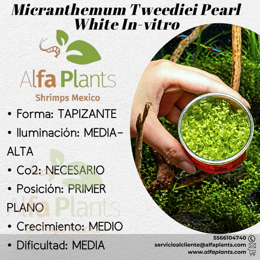 Micranthemum Tweediei Pearl White In-vitro