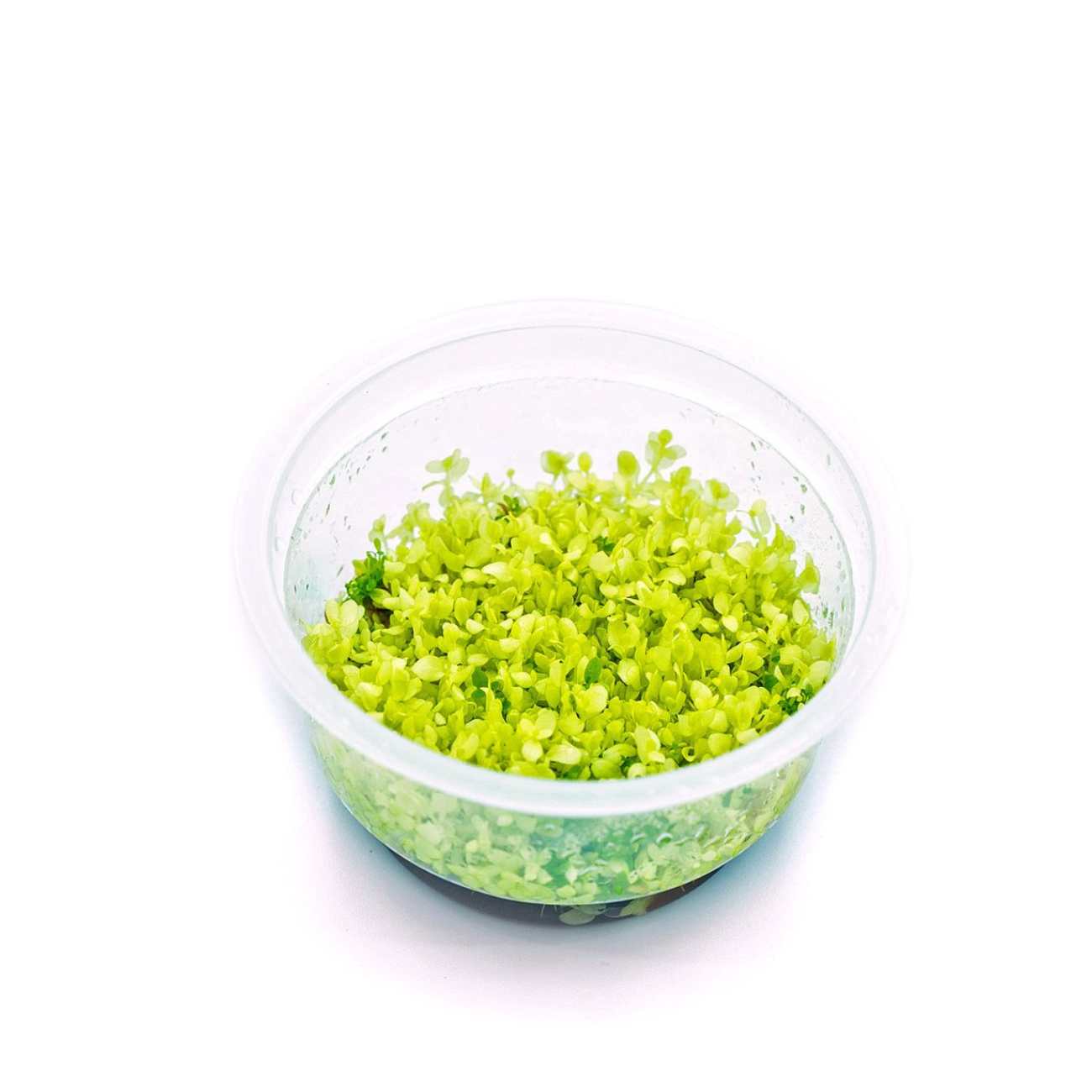 Micranthemum Tweediei Pearl White In-vitro
