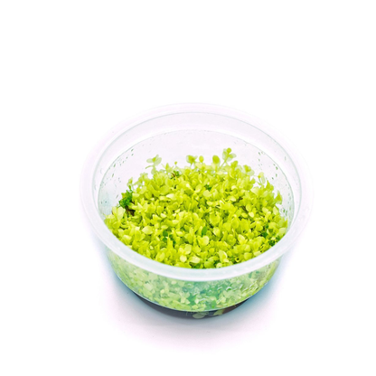 Micranthemum Tweediei Pearl White In-vitro