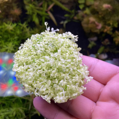 Micranthemum Tweediei Pearl White In-vitro