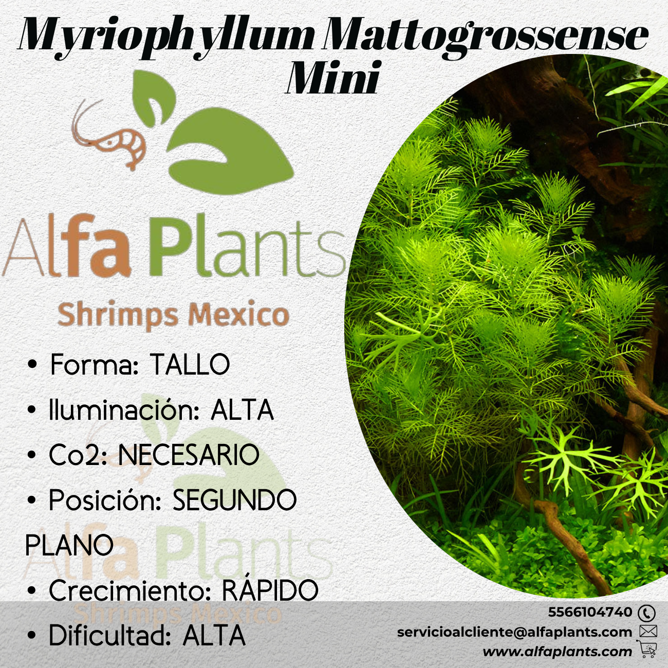 Myriophyllum Mattogrossense Mini