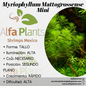 Myriophyllum Mattogrossense Mini