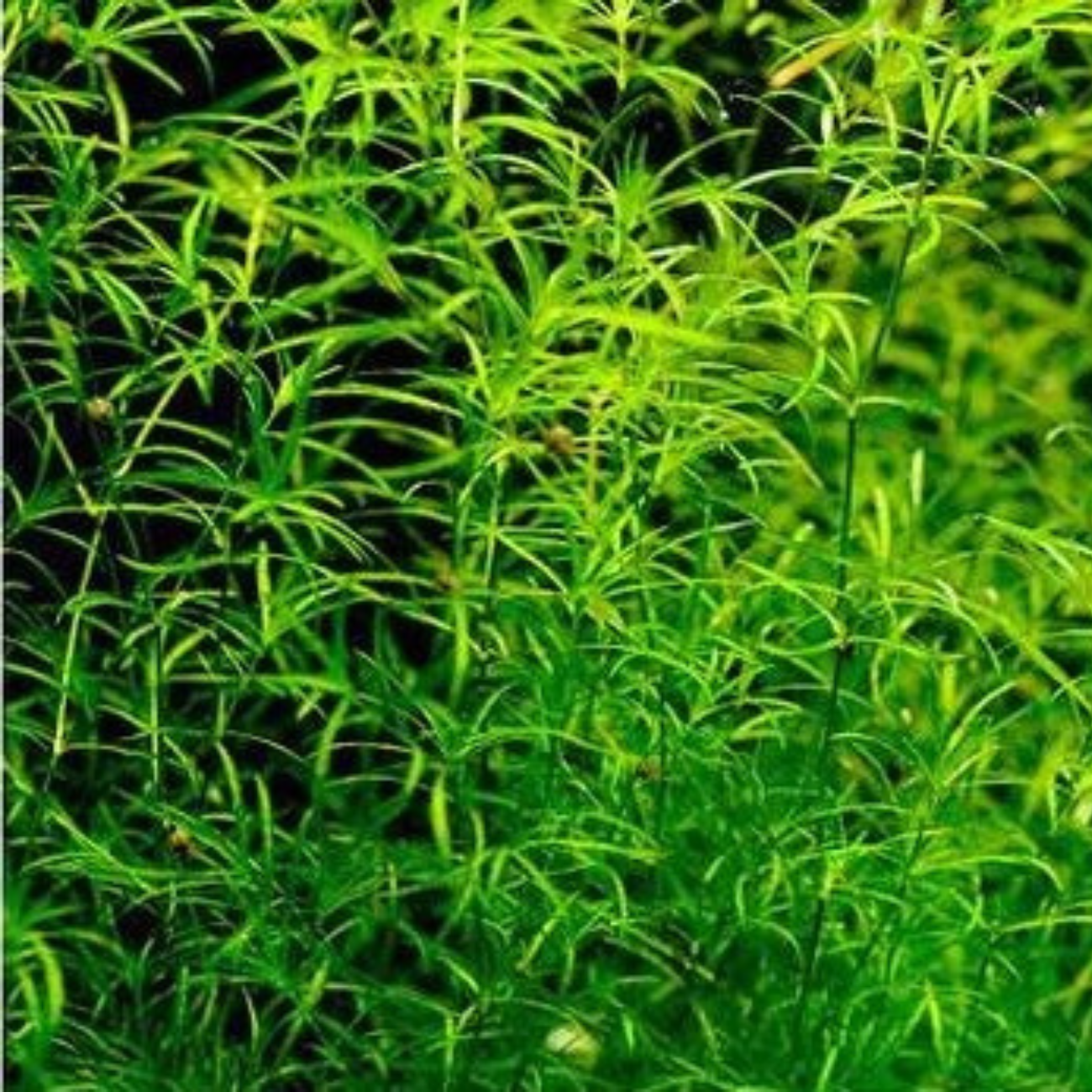 Najas Guadalupensis