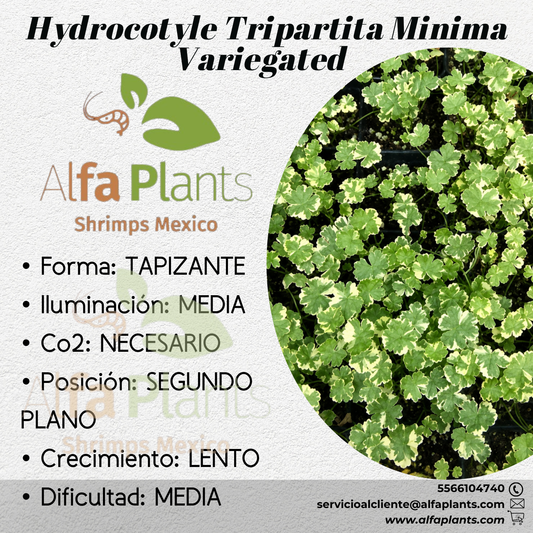 Hydrocotyle Tripartita Minima Variegated