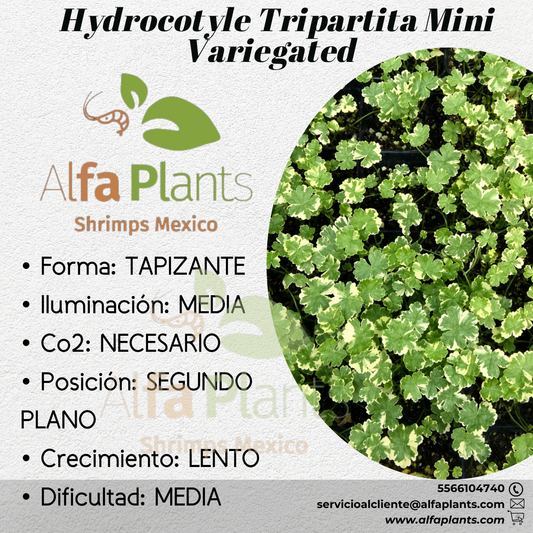 Hydrocotyle Tripartita Mini Variegated