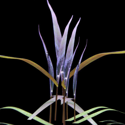 Poaceae sp. Purple Bamboo