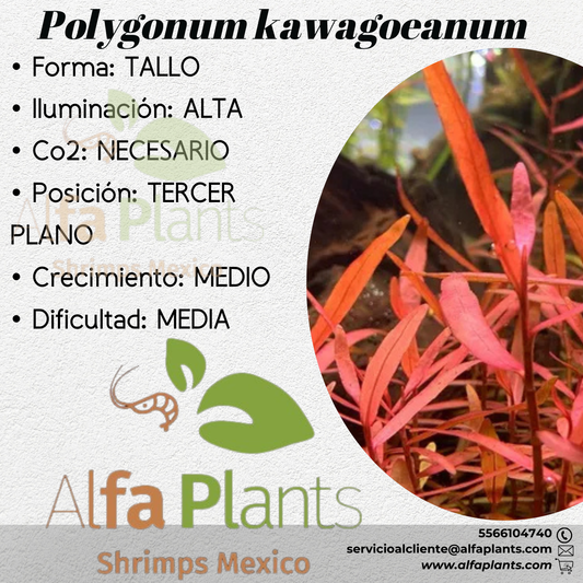 Polygonum Kawageoanum