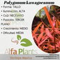 Polygonum Kawageoanum