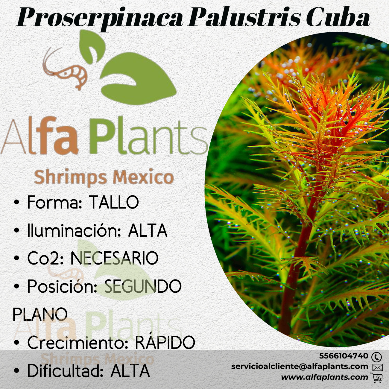 Proserpinaca Palustris Cuba