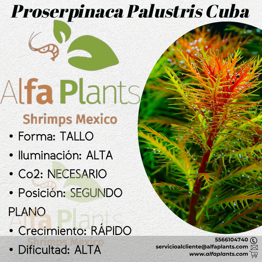 Proserpinaca Palustris Cuba