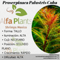 Proserpinaca Palustris Cuba