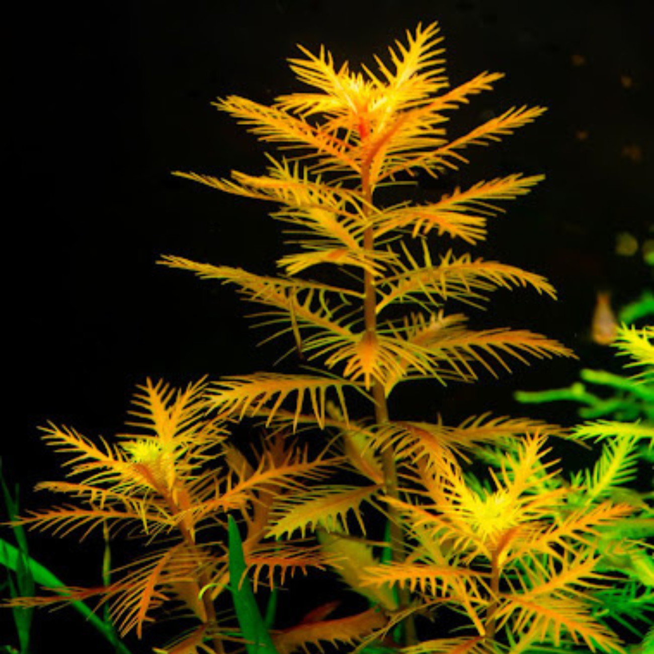 Proserpinaca Palustris Cuba