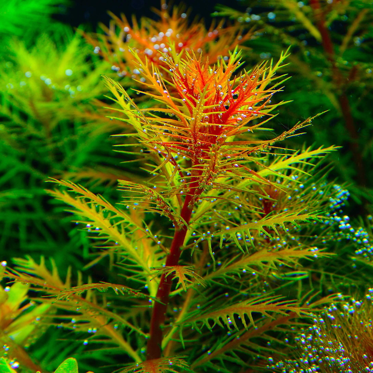 Proserpinaca Palustris Cuba