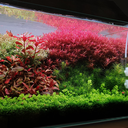 Rotala Hra