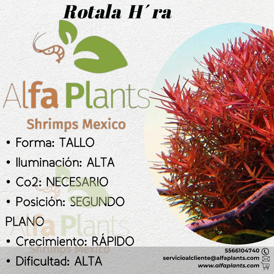 Rotala Hra