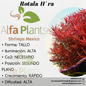 Rotala Hra