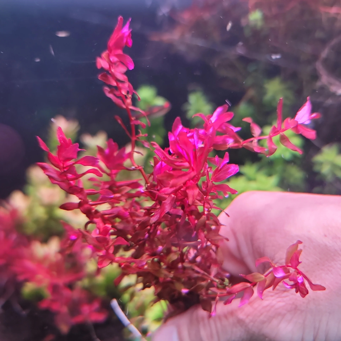 Rotala Macandra sp. Mini Pink
