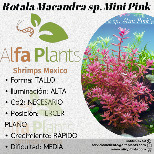 Rotala Macandra sp. Mini Pink