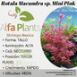 Rotala Macandra sp. Mini Pink