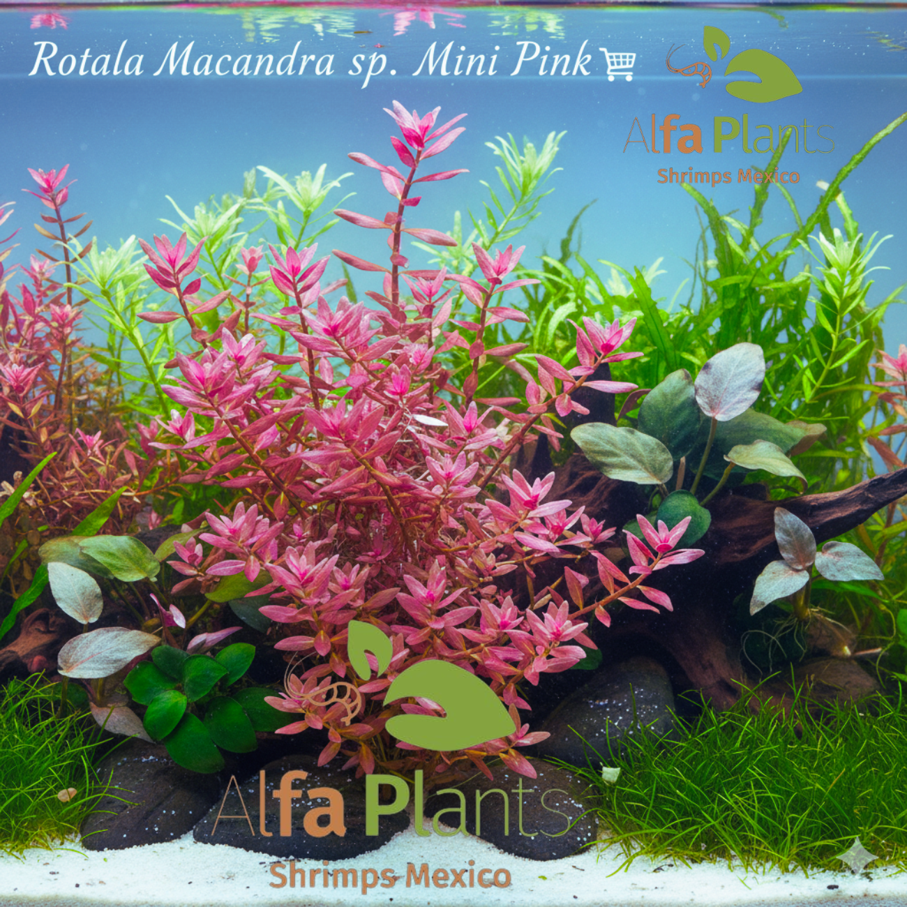 Rotala Macandra sp. Mini Pink