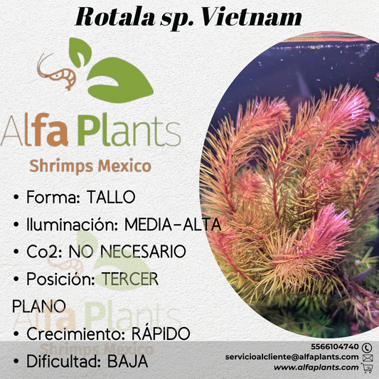 Rotala sp. Vietnam