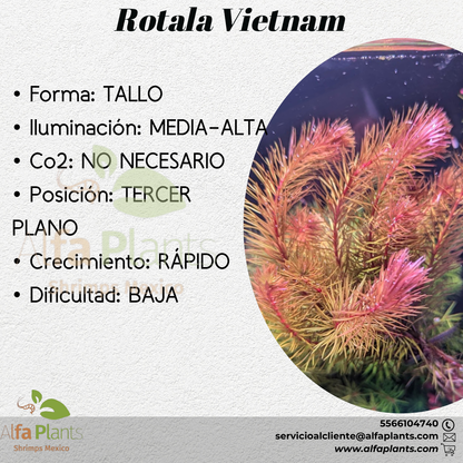 Rotala Vietnam