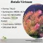 Rotala Vietnam