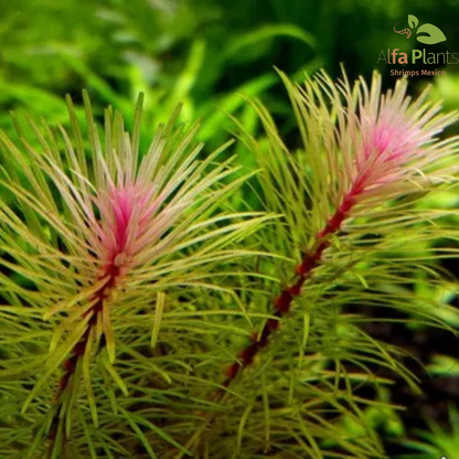 Rotala Vietnam